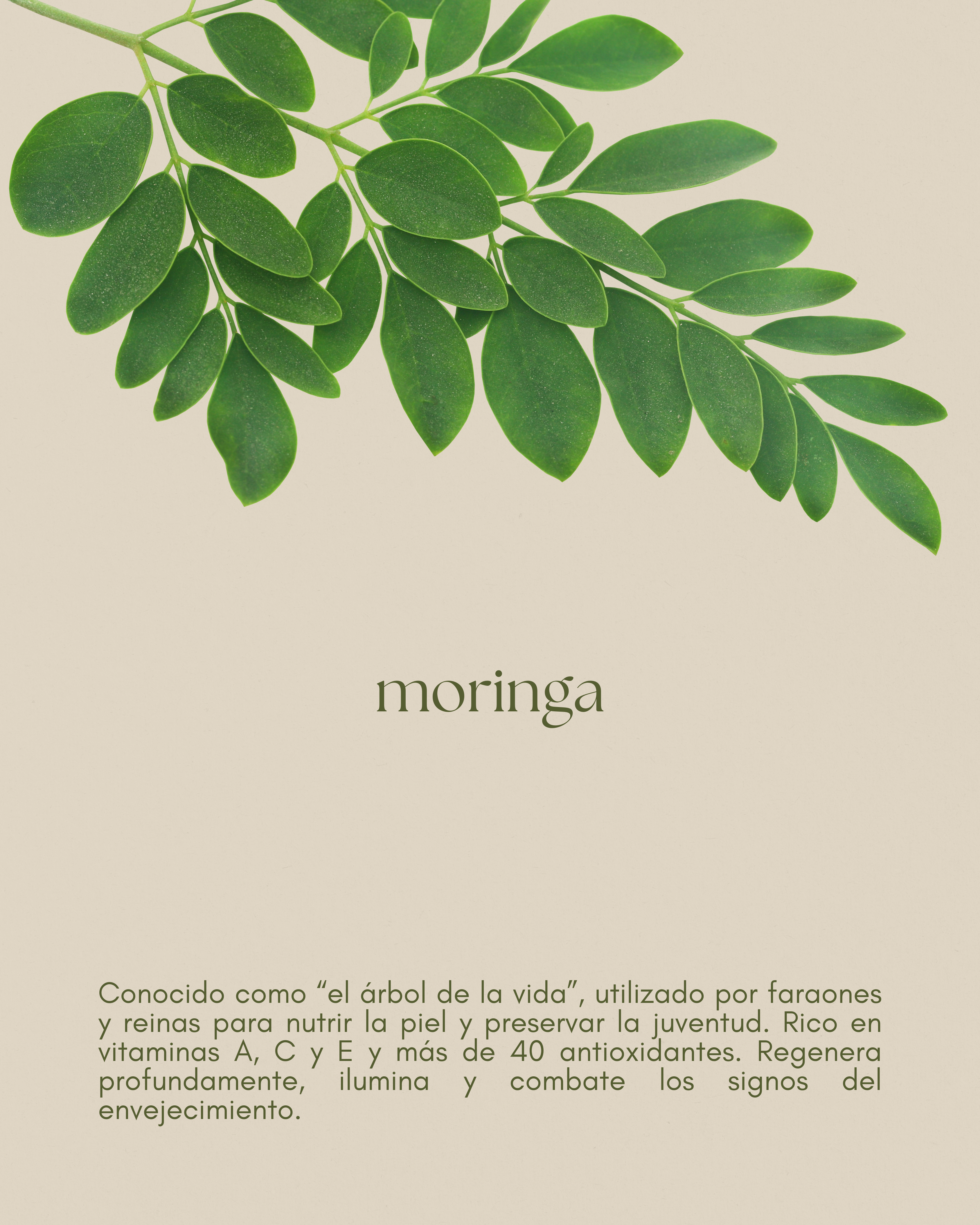 Aceite de moringa, rico en antioxidantes, para nutrir y regenerar la piel y el cabello