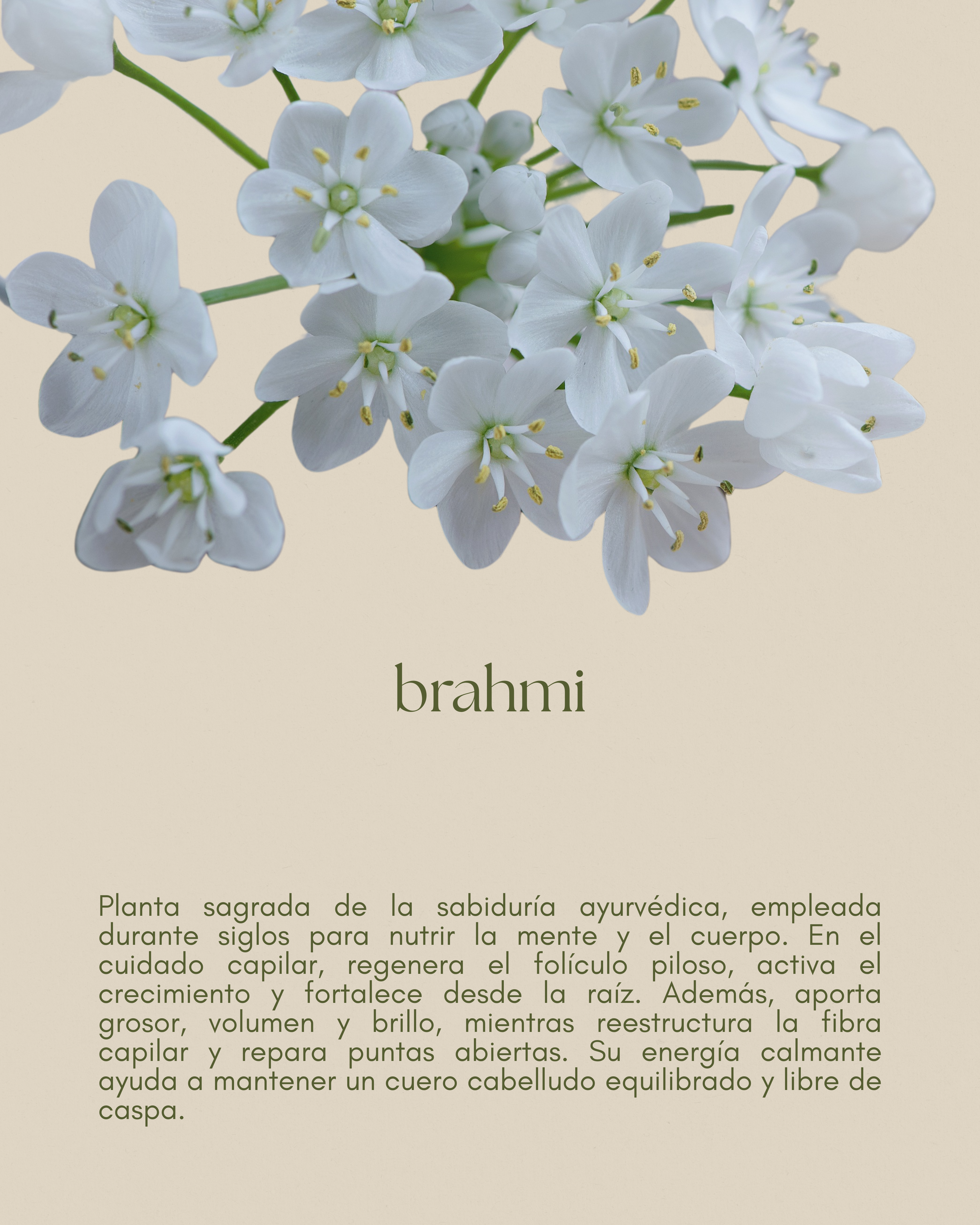 brahmi refuerza el folículo piloso y aporta brillo natural
