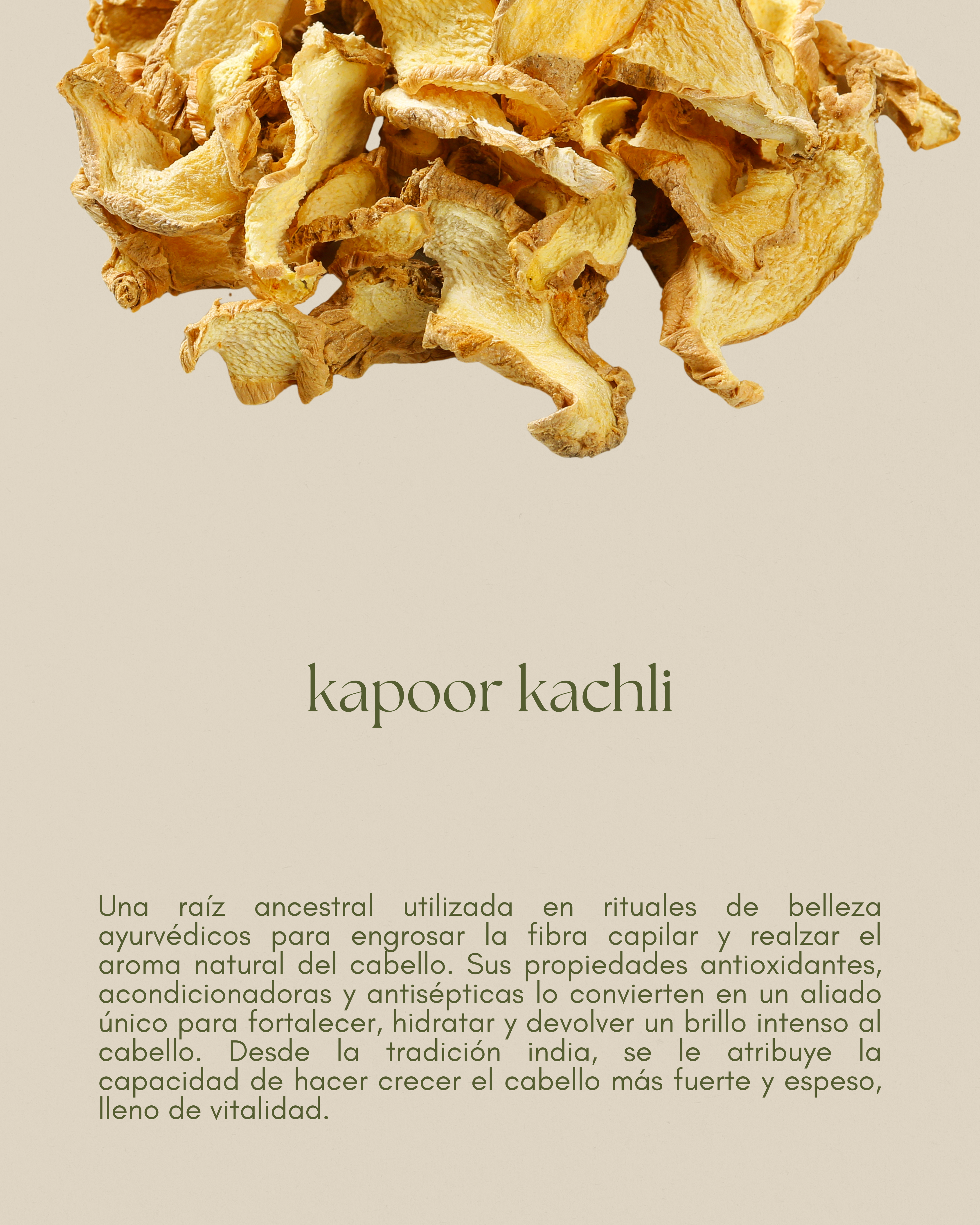 kapoor kachli, tradicional ingrediente ayurvédico que nutre y suaviza el cabello seco.