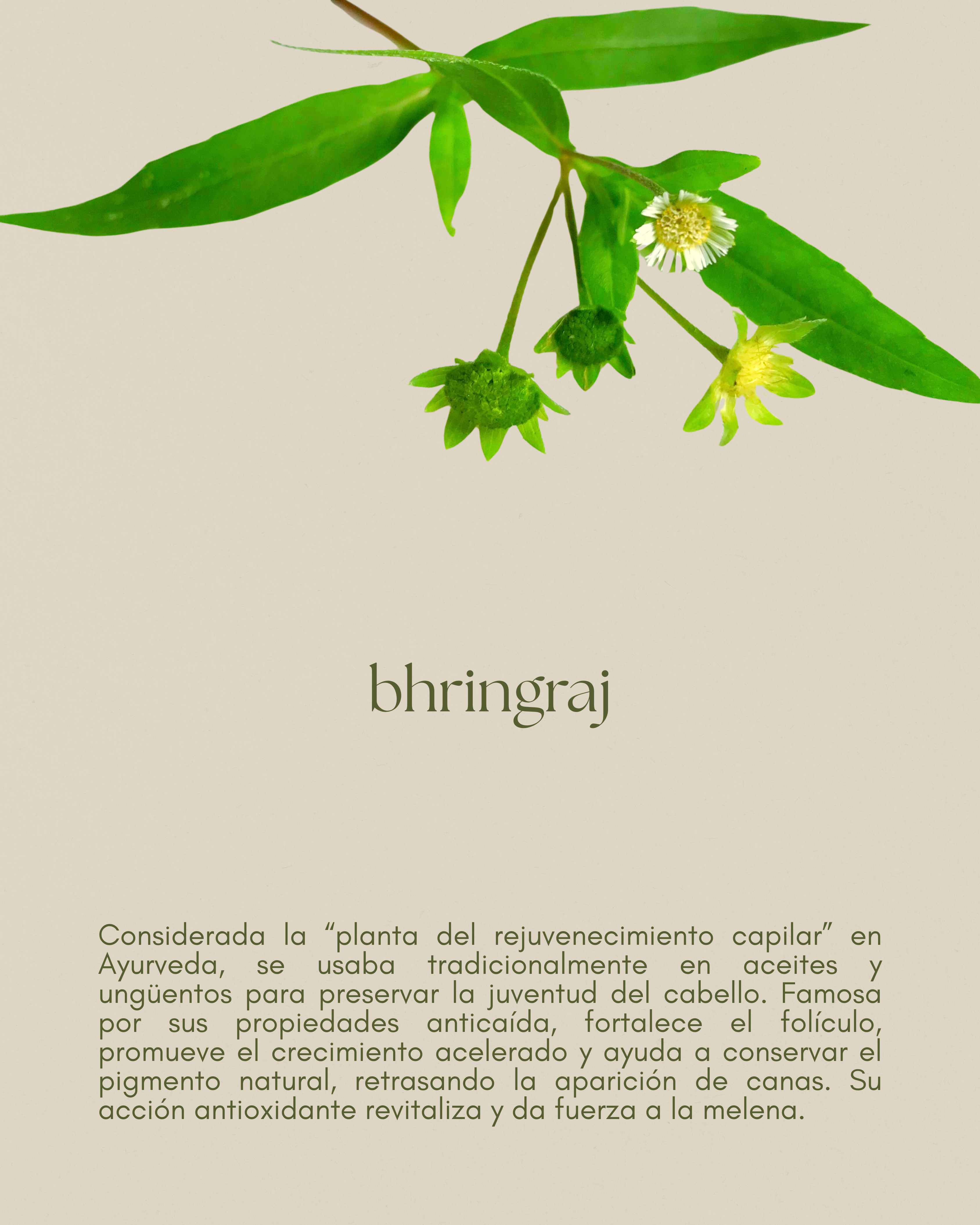 Bhringraj, conocido por estimular el crecimiento del cabello y prevenir la caída.