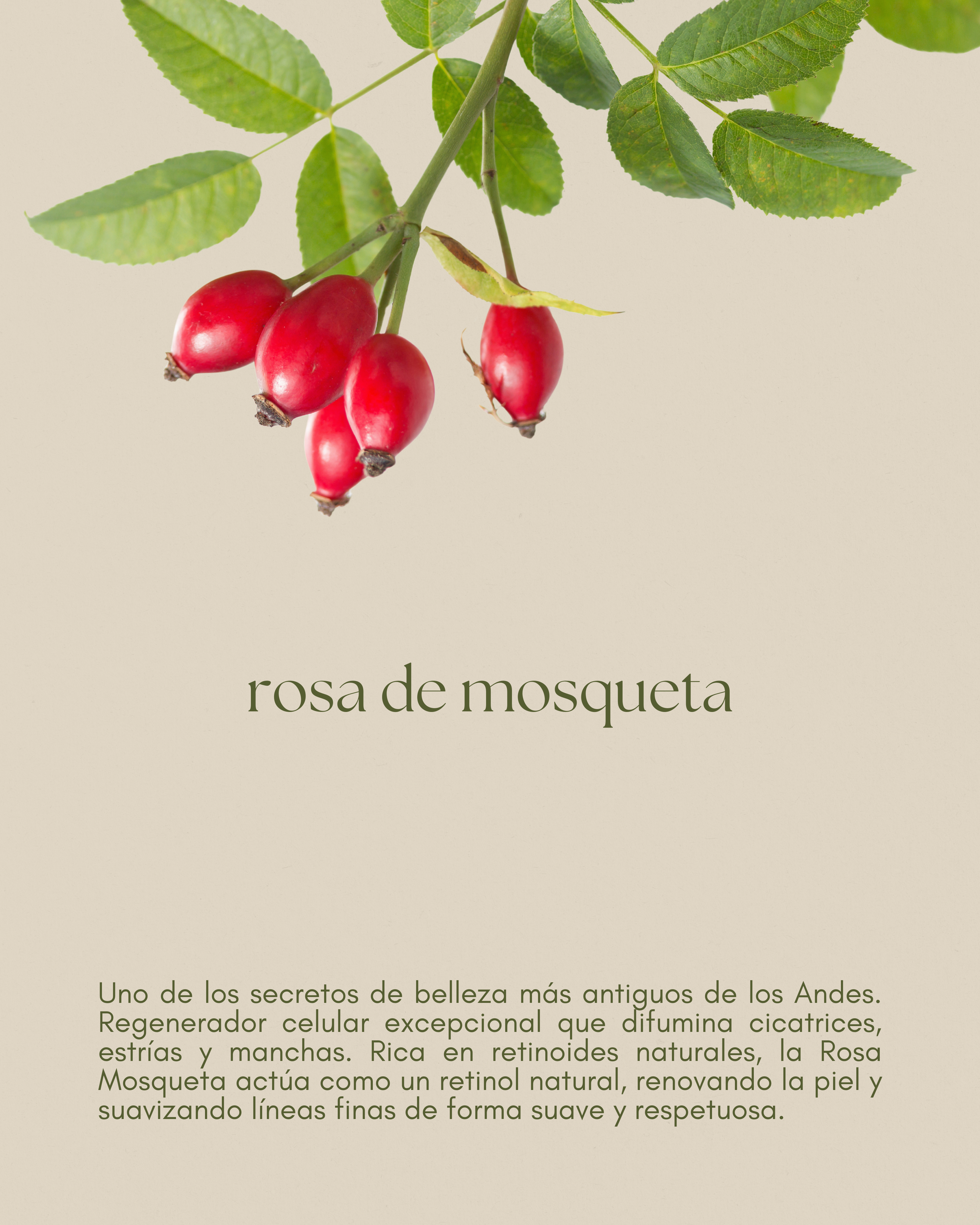 Aceite de rosa de mosqueta, regenerador natural que ayuda a mejorar la textura de la piel