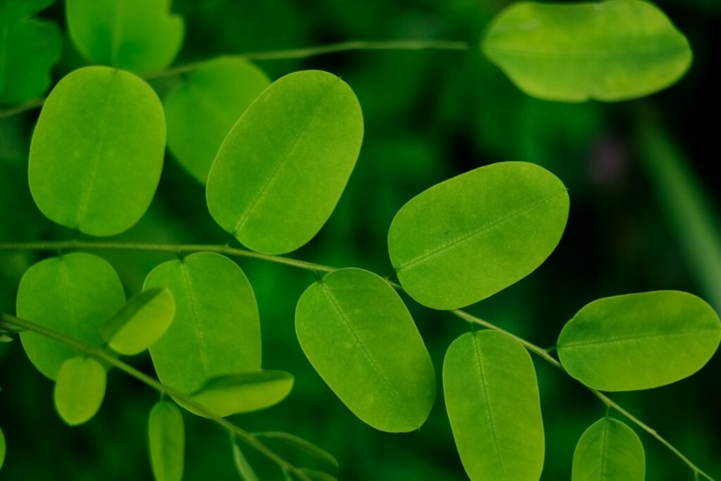 a close up of a plant moringa